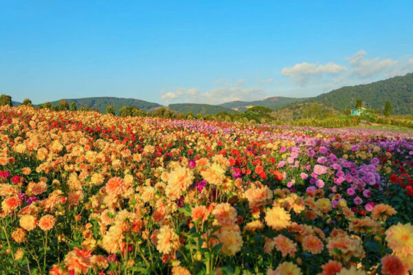 tour-ghep-le-da-lat-3-ngay-2-dem