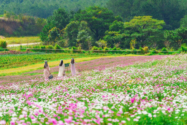 tour-ghep-le-da-lat-3-ngay-2-dem